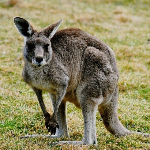 Unidentified Kangaroo Unidentified Kangaroo