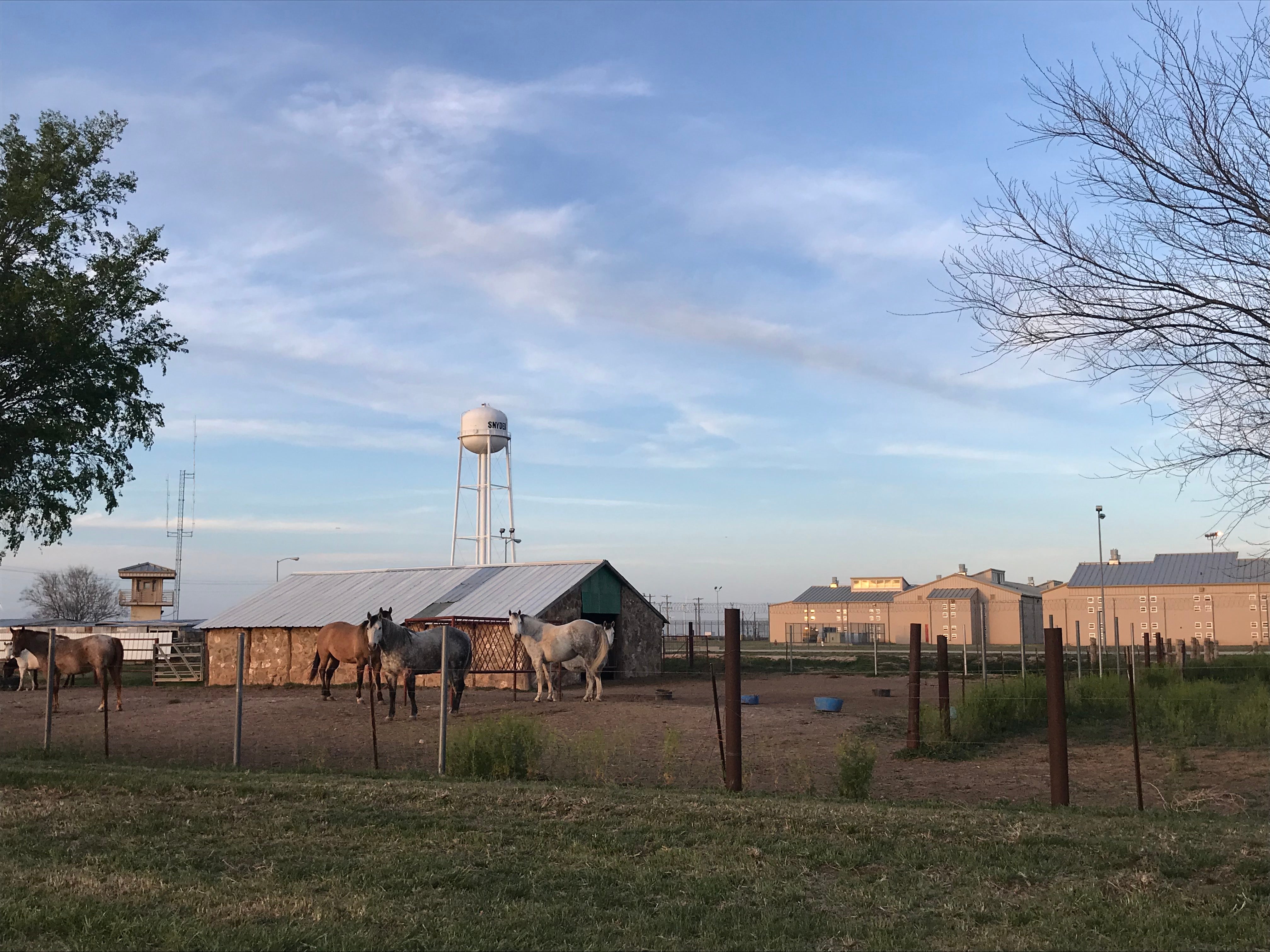 Horses in West Texas